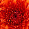 joannezimmer105